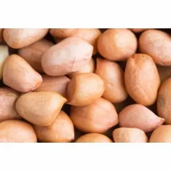 Fresh Groundnut Seeds